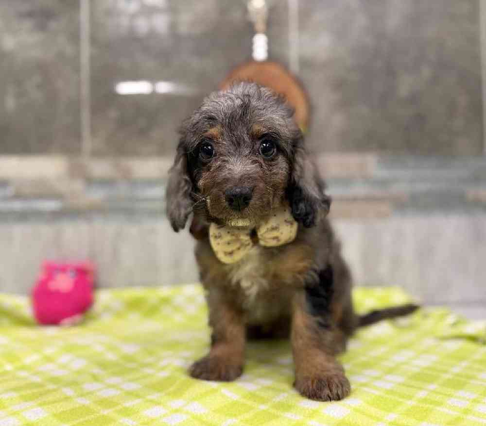 Image of a pet breed in the gallery