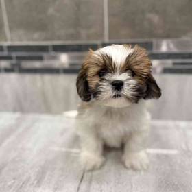 Lhasa Apso