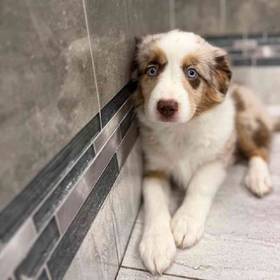 Australian Shepherd
