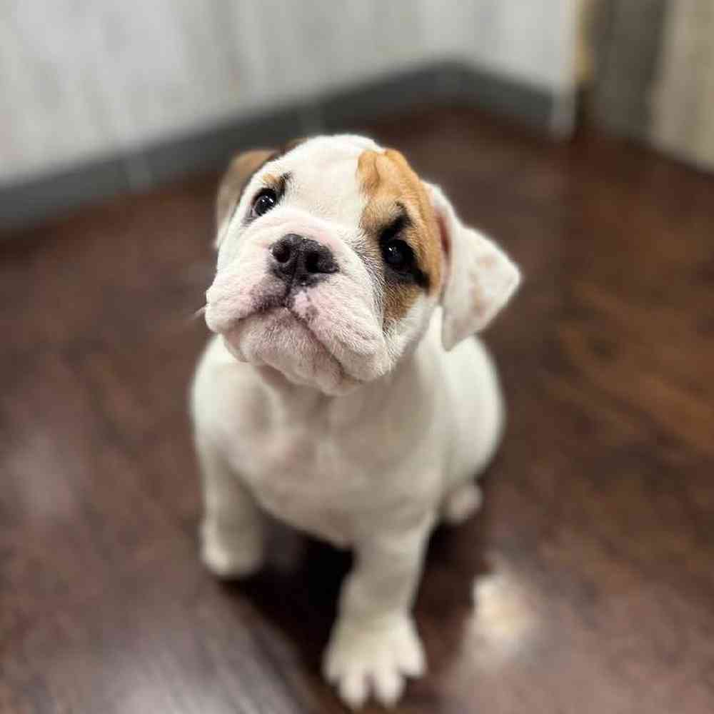 Image of a pet breed in the gallery
