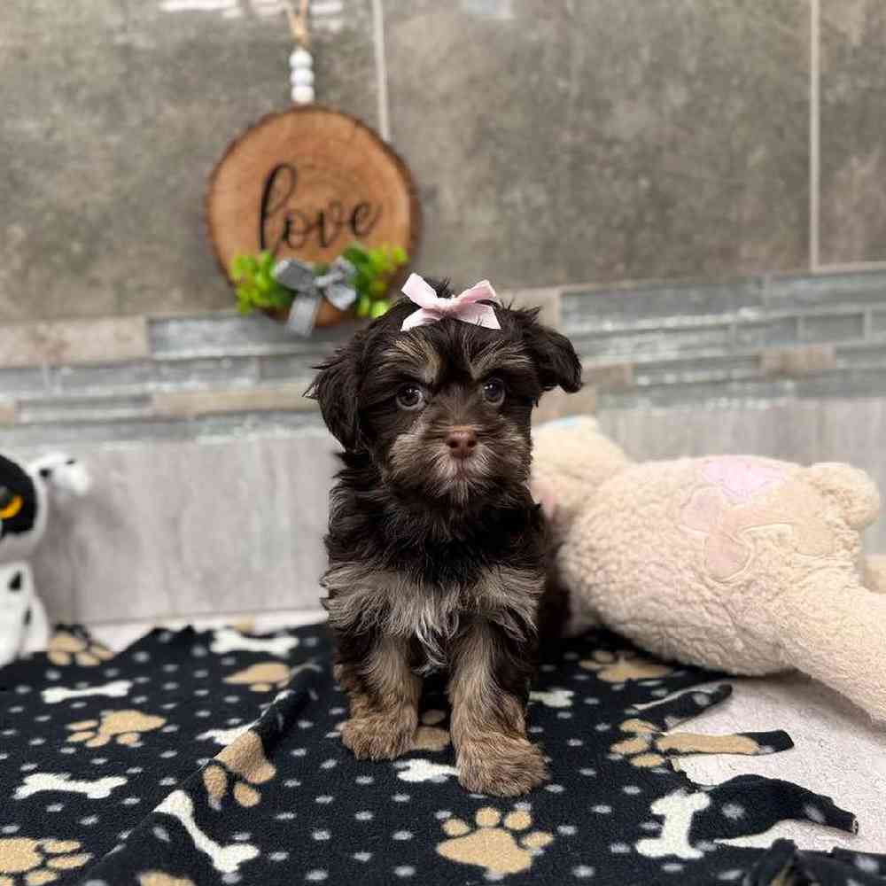 Image of a pet breed in the gallery