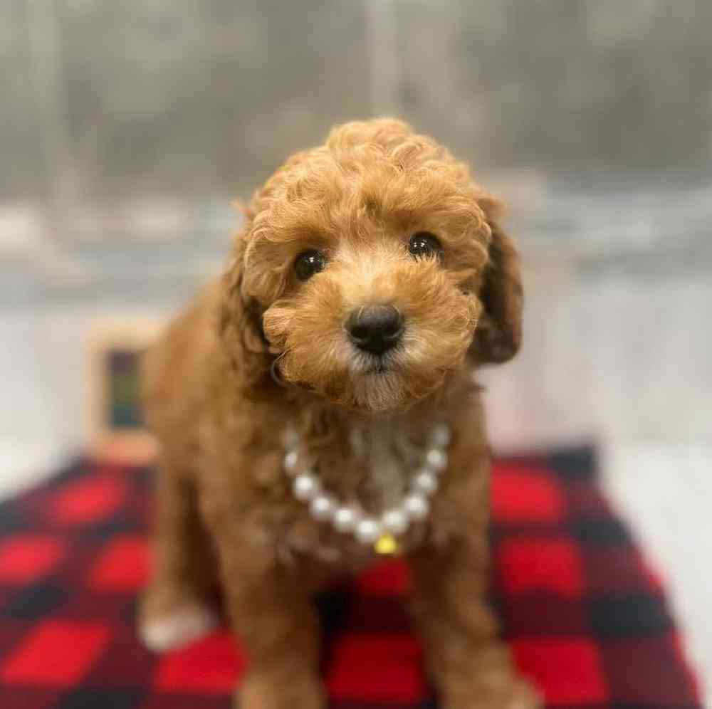 Image of a pet breed in the gallery