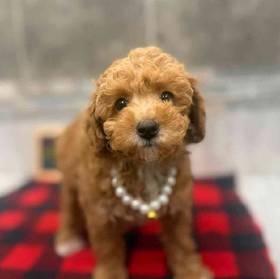 Mini Poodle