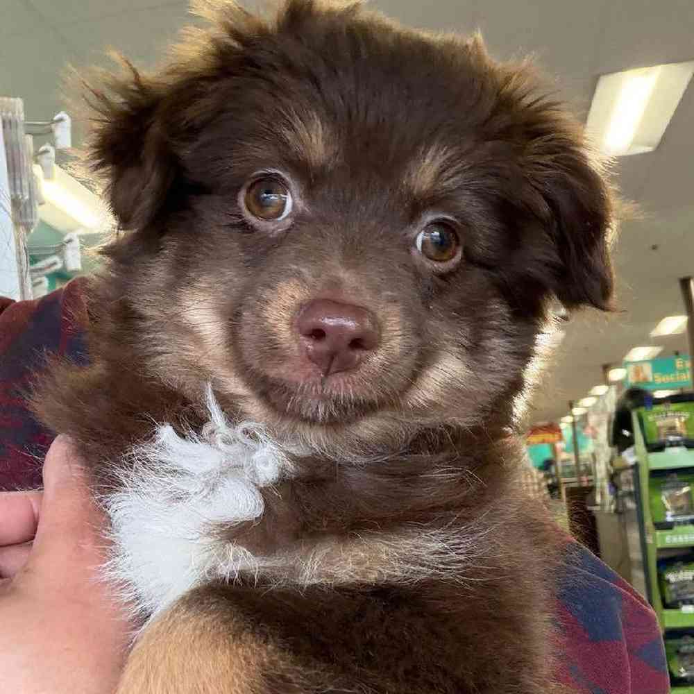 Male Toy Australian Shepherd Puppy for Sale in New Haven, CT