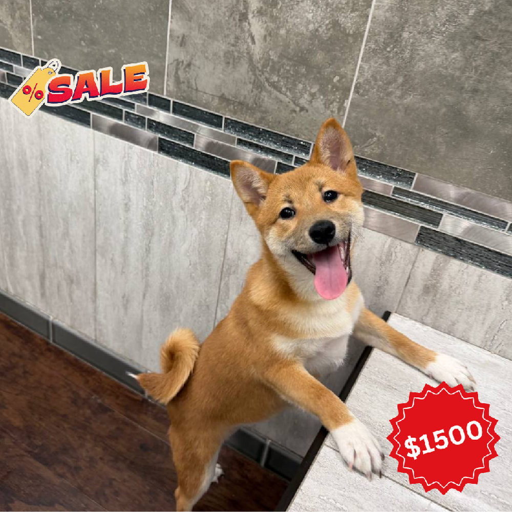 Image of a pet breed in the gallery