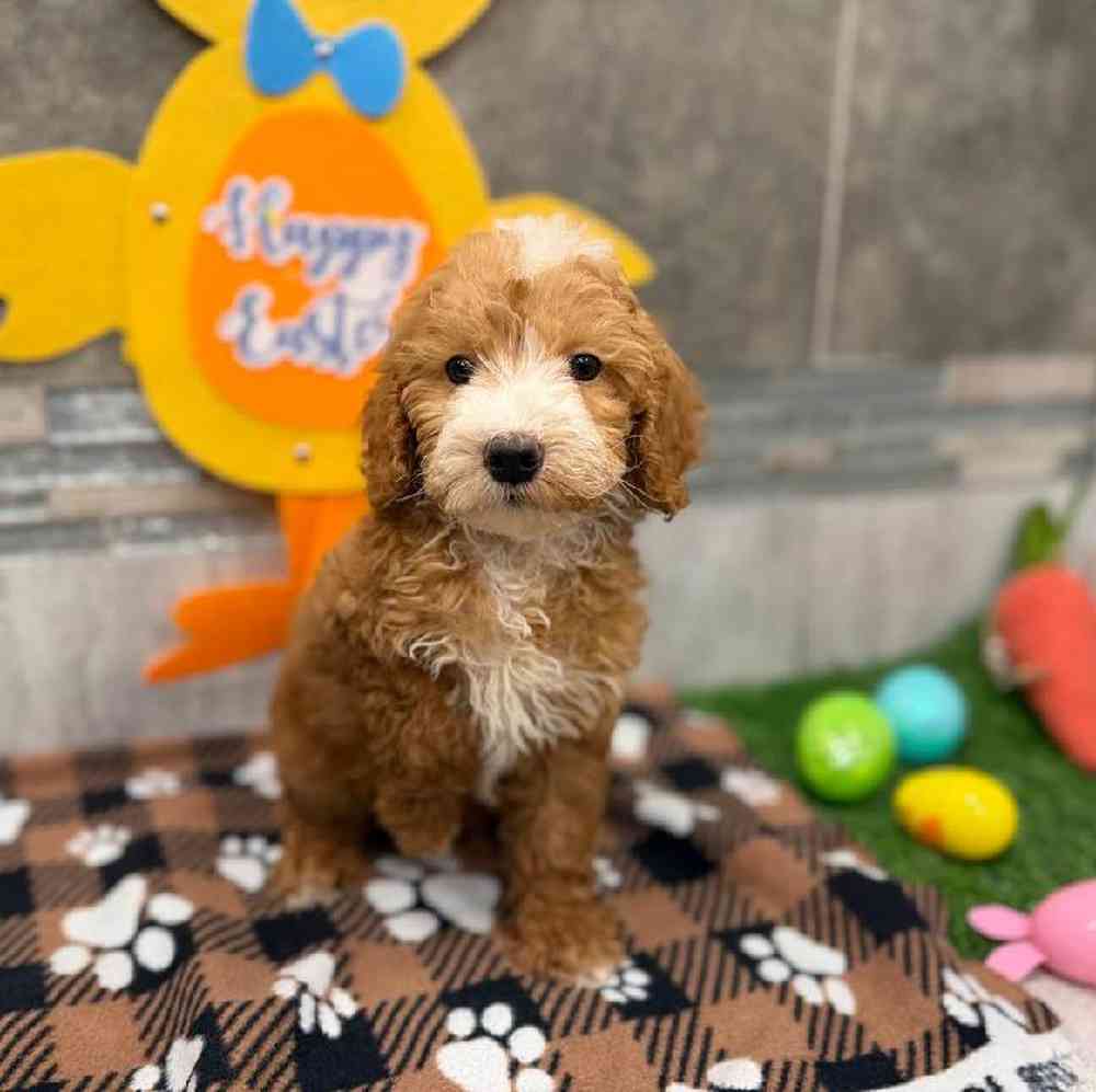 Image of a pet breed in the gallery