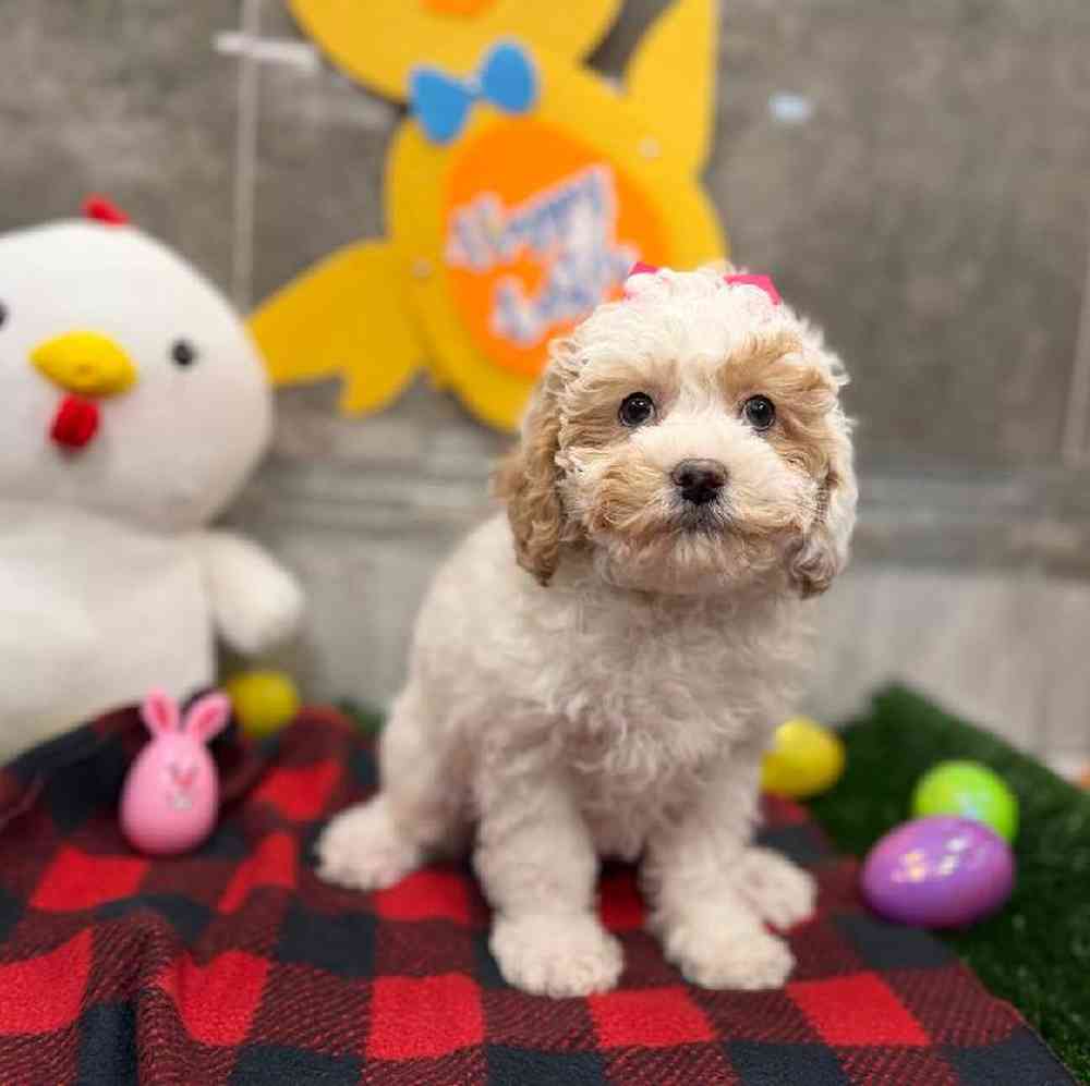 Image of a pet breed in the gallery