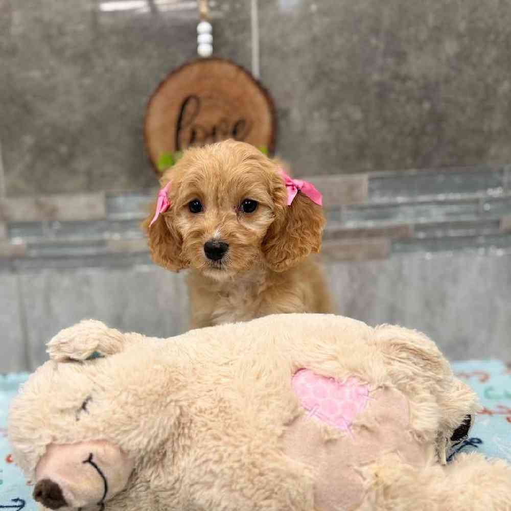 Image of a pet breed in the gallery