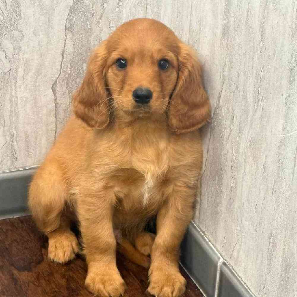 Image of a pet breed in the gallery