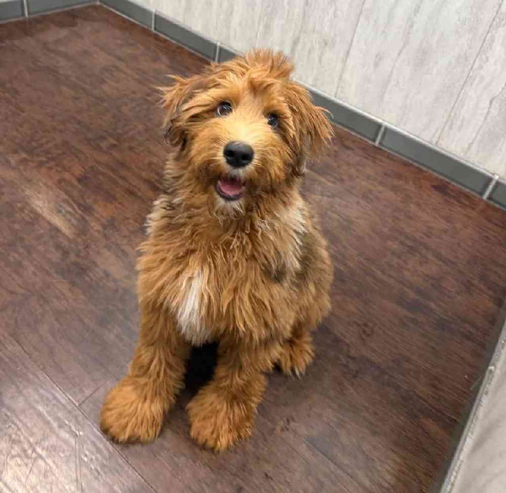 Male Whoodle Puppy for Sale in New Haven, CT