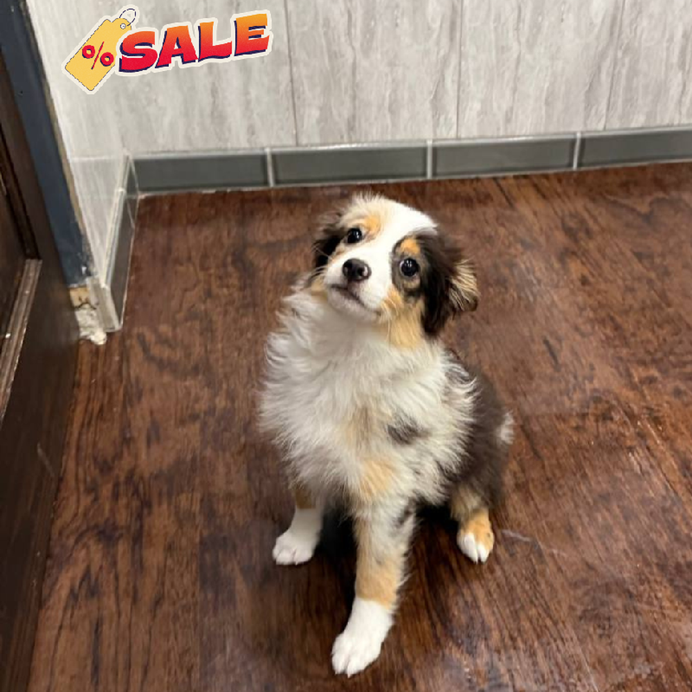 Image of a pet breed in the gallery