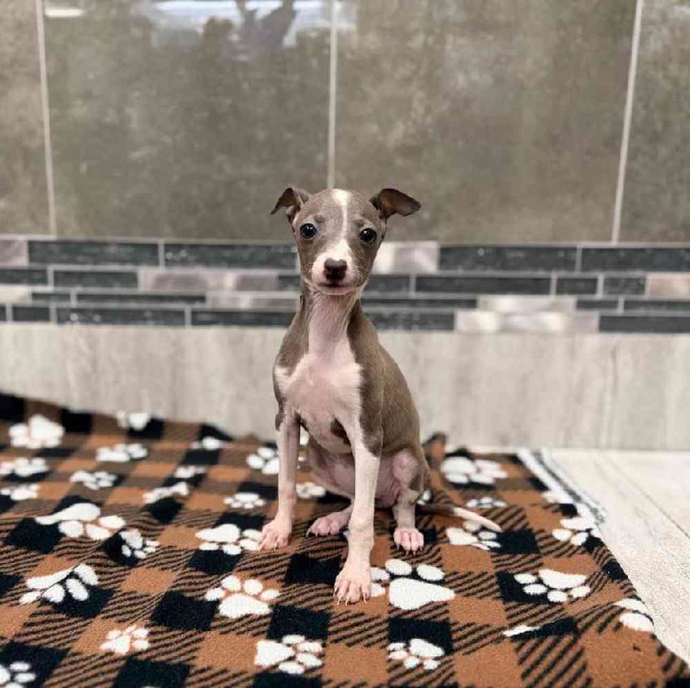 Female Italian Greyhound Puppy for Sale in New Haven, CT