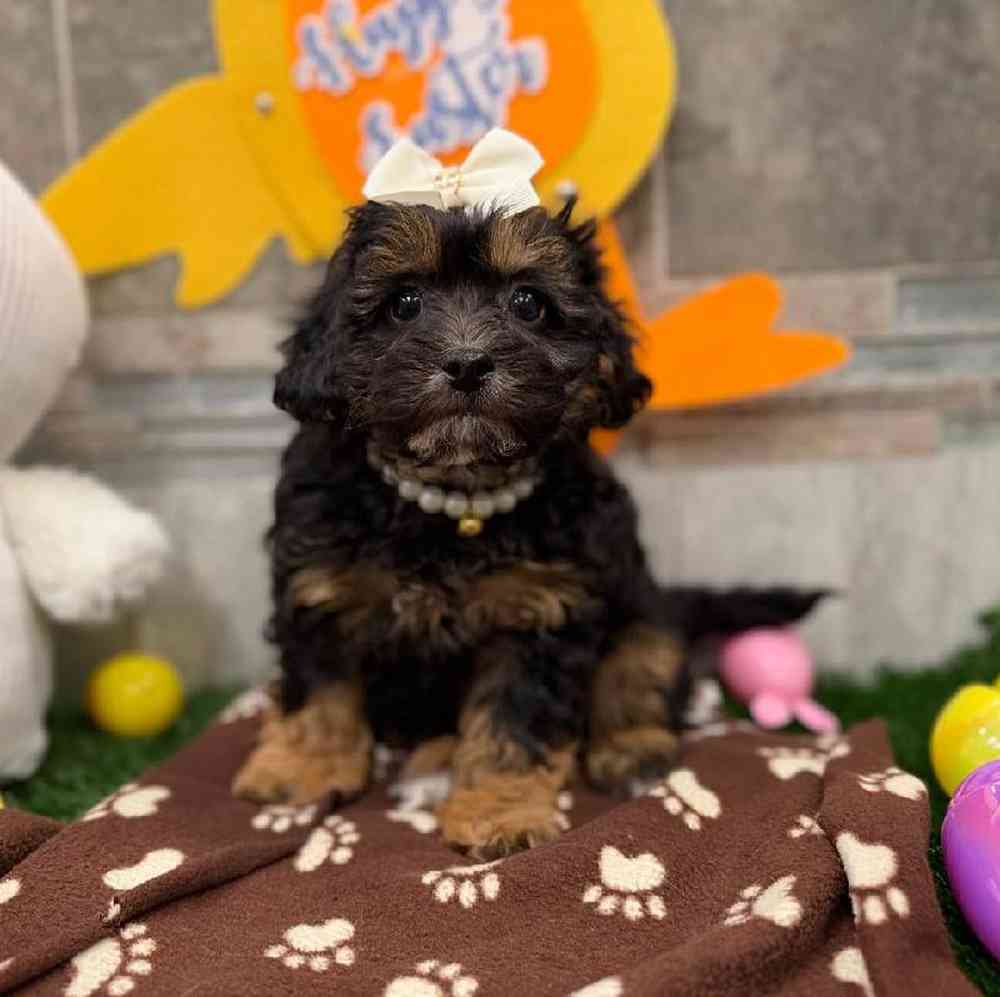 Image of a pet breed in the gallery