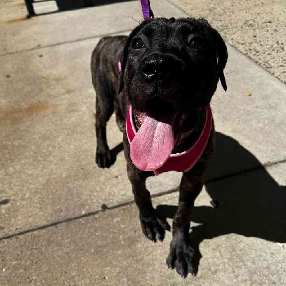 Male Cane Corso Puppy for Sale in New Haven, CT