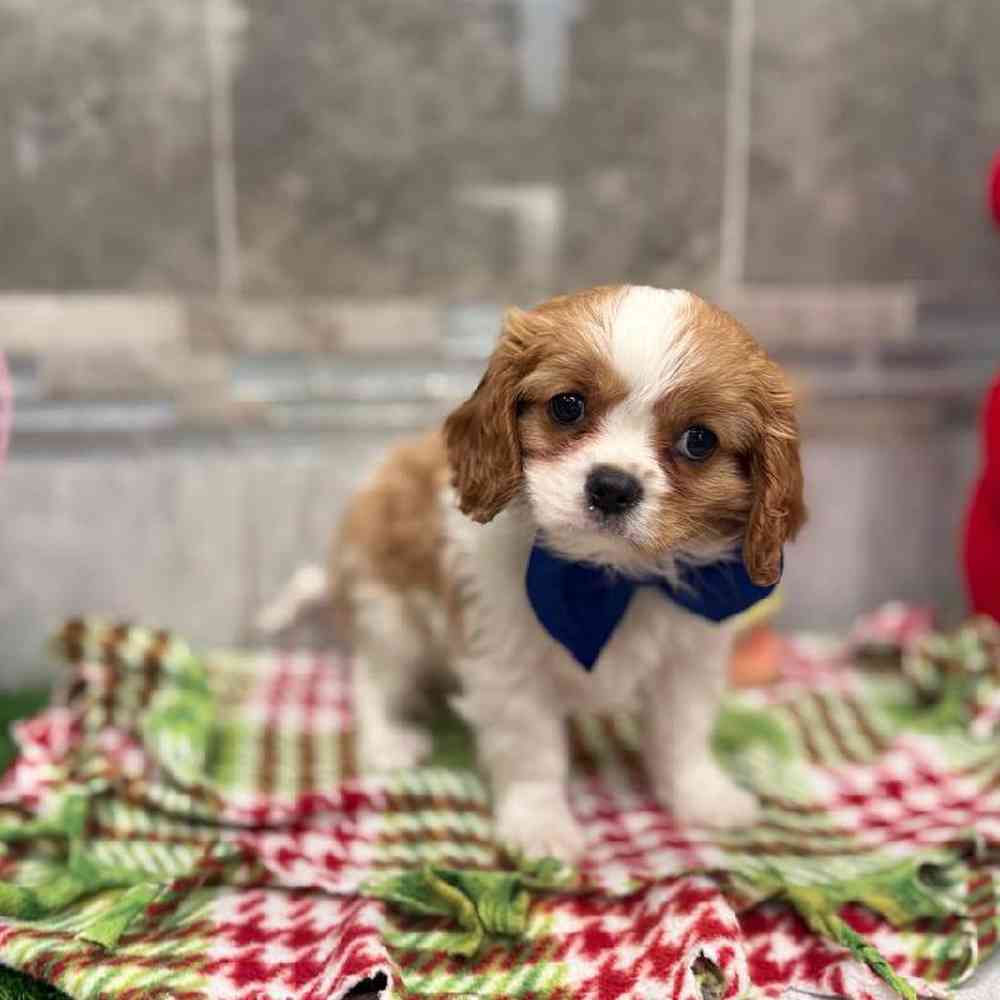 Male Cavalier King Charles Spaniel Puppy for Sale in New Haven, CT