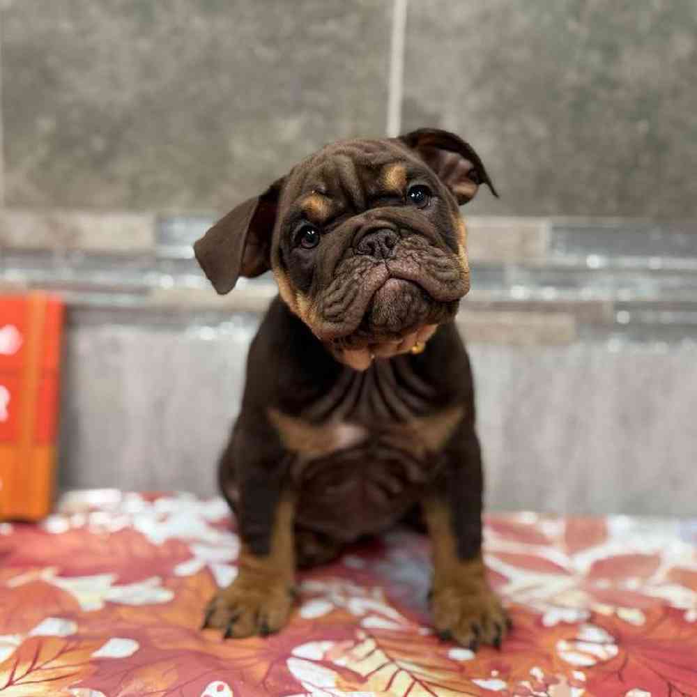 Image of a pet breed in the gallery