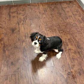 Cavalier King Charles Spaniel