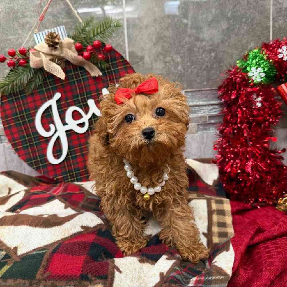 Image of a pet breed in the gallery