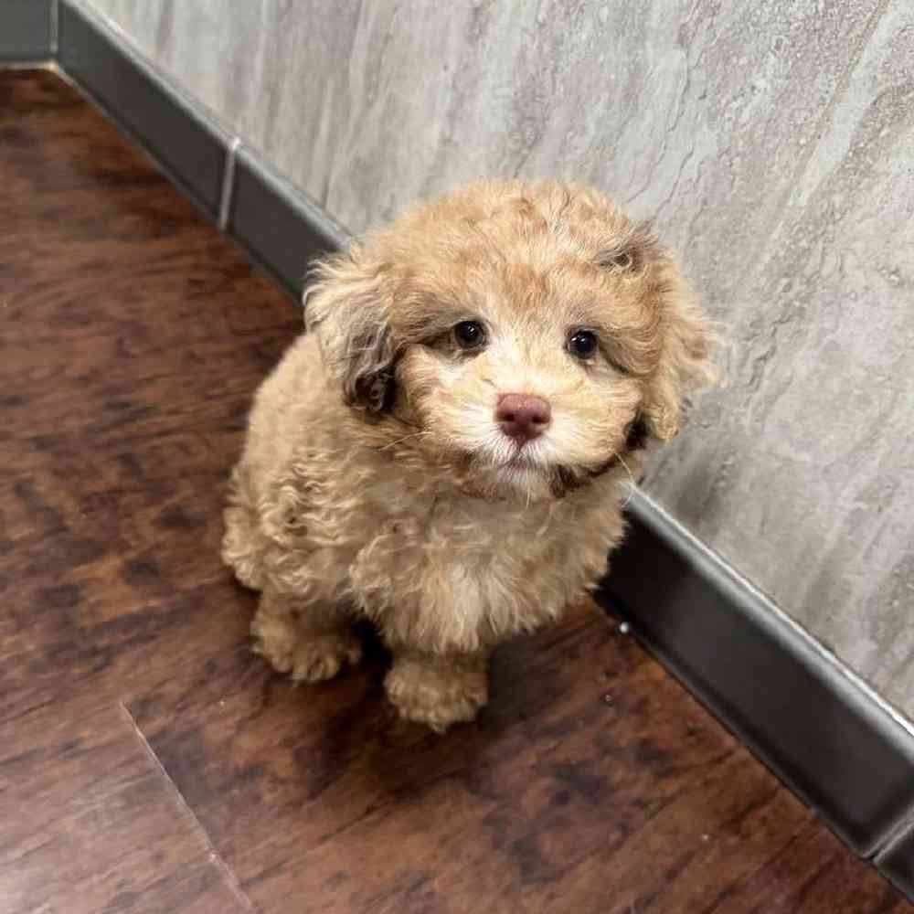 Image of a pet breed in the gallery