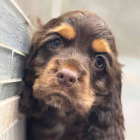 Cocker Spaniel