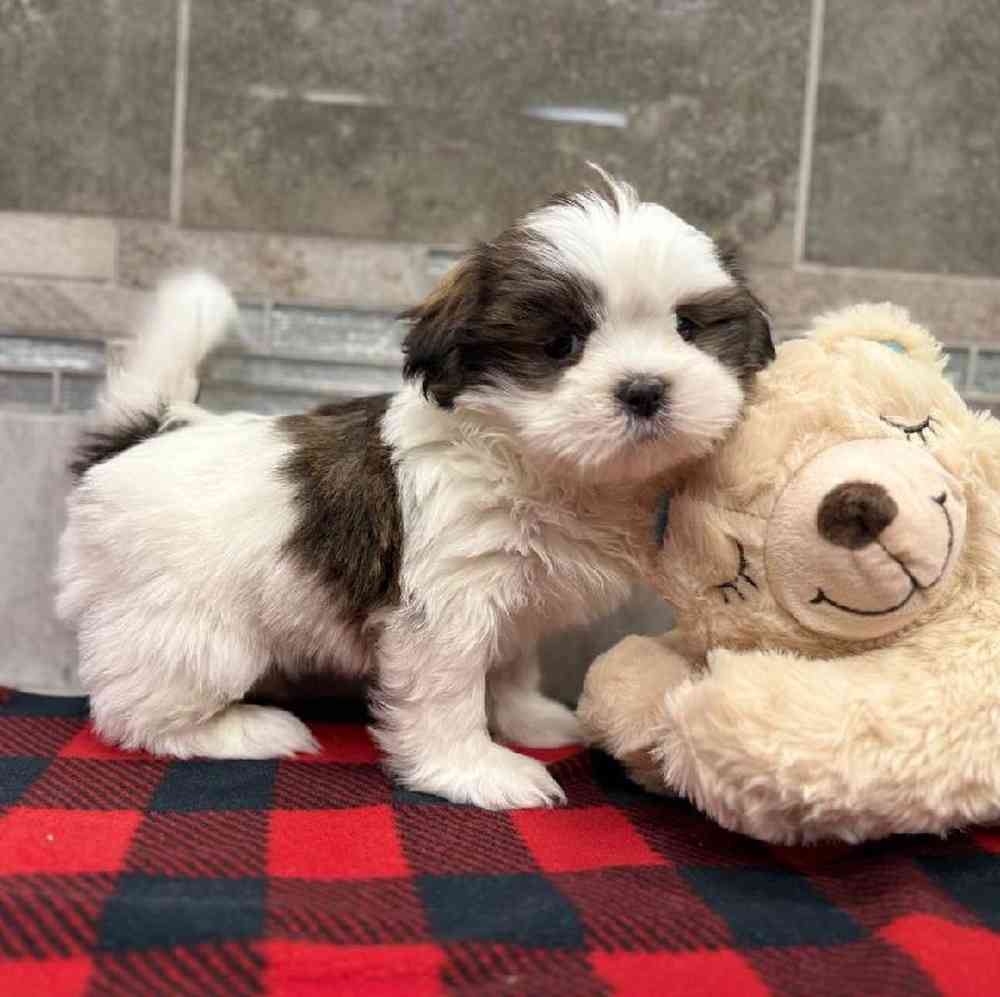 Male Shih Tzu Puppy for Sale in New Haven, CT