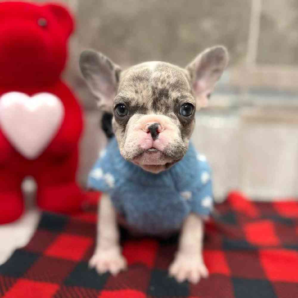 Image of a pet breed in the gallery