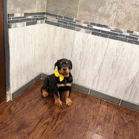Rottweiler
