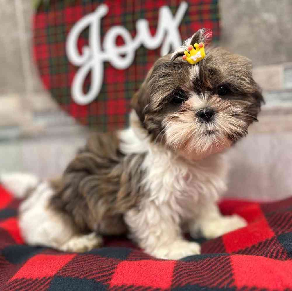 Image of a pet breed in the gallery