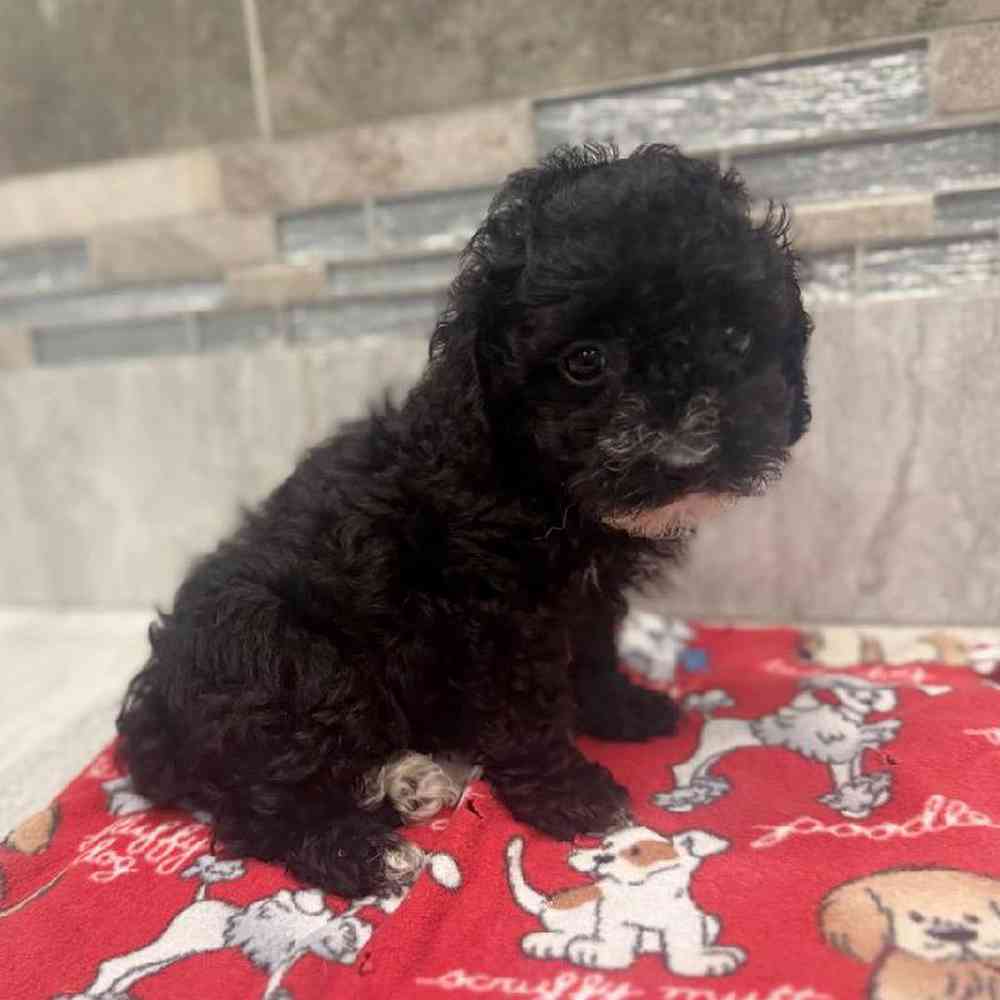 Image of a pet breed in the gallery