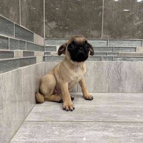 Pug