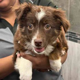 Toy Australian Shepherd