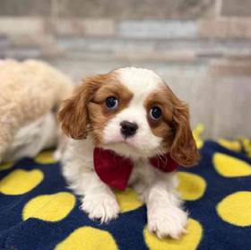 Cavalier King Charles Spaniel