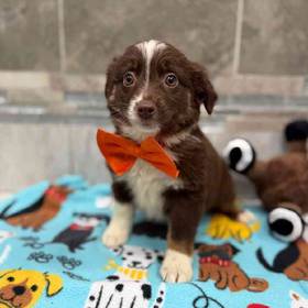 Toy Australian Shepherd