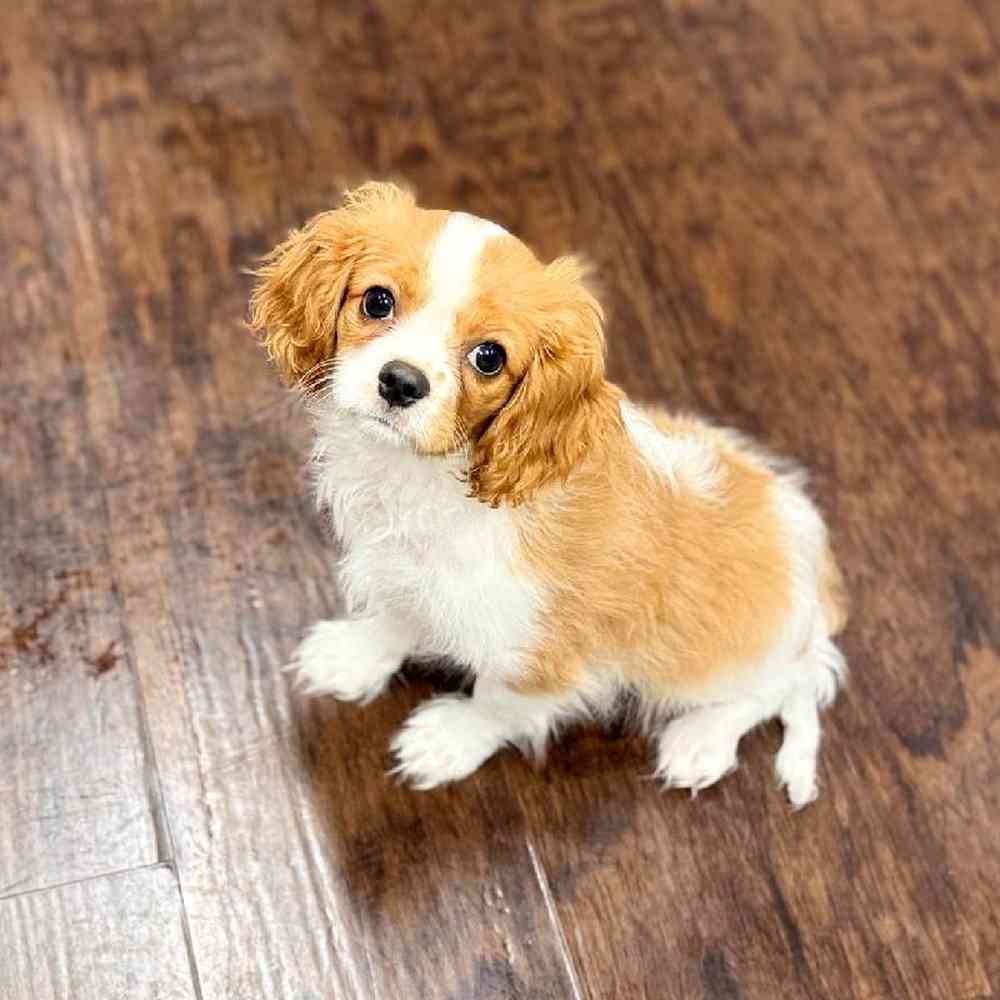 Male Cavalier King Charles Spaniel Puppy for Sale in New Haven, CT