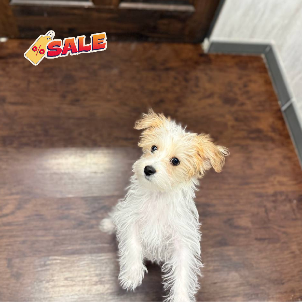 Male Yochon Puppy for Sale in New Haven, CT