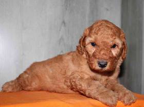 Mini Goldendoodle 2nd Gen