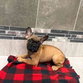 French Bulldog