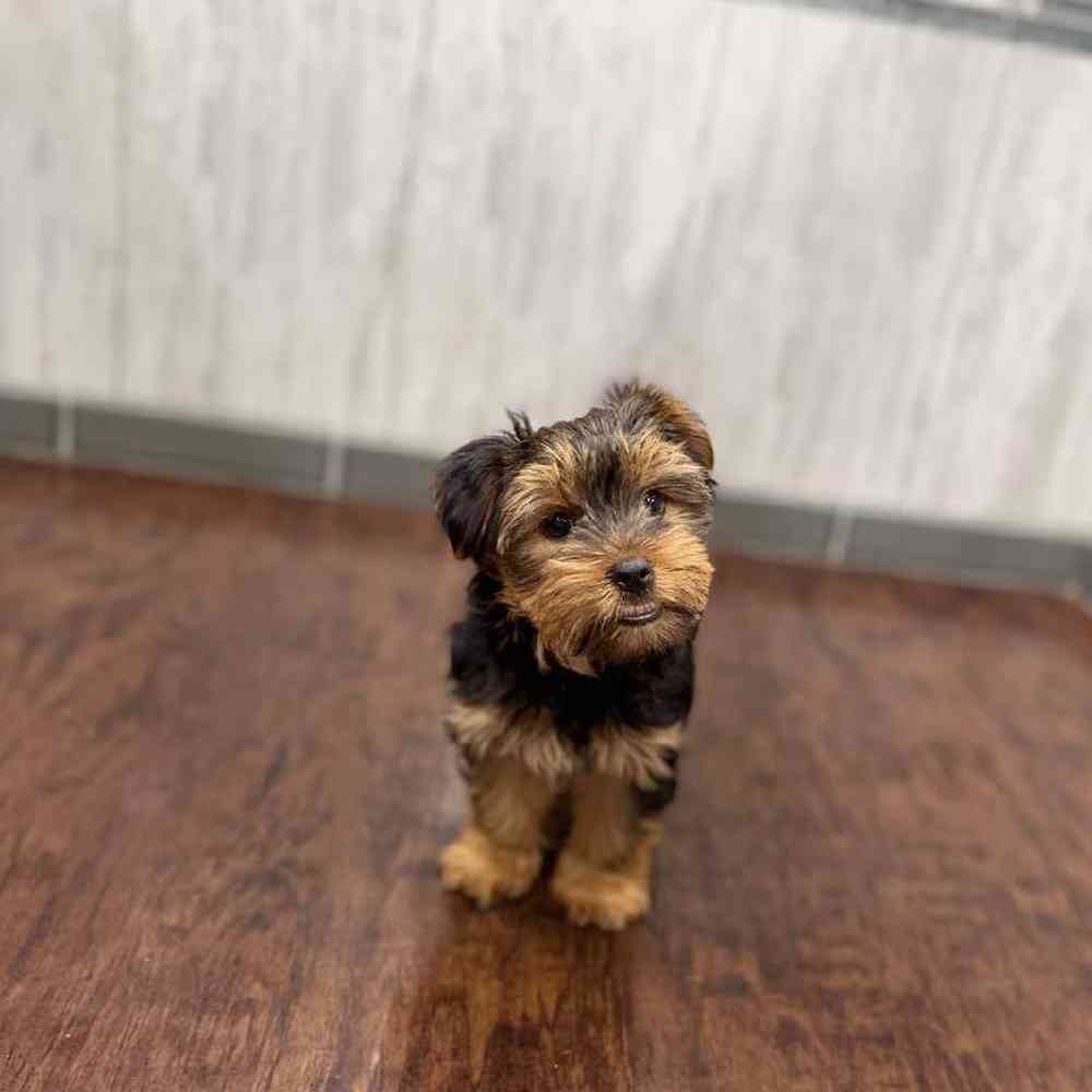 Female Yorkie Puppy for Sale in New Haven, CT