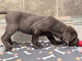 Cane Corso