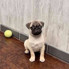 Pug