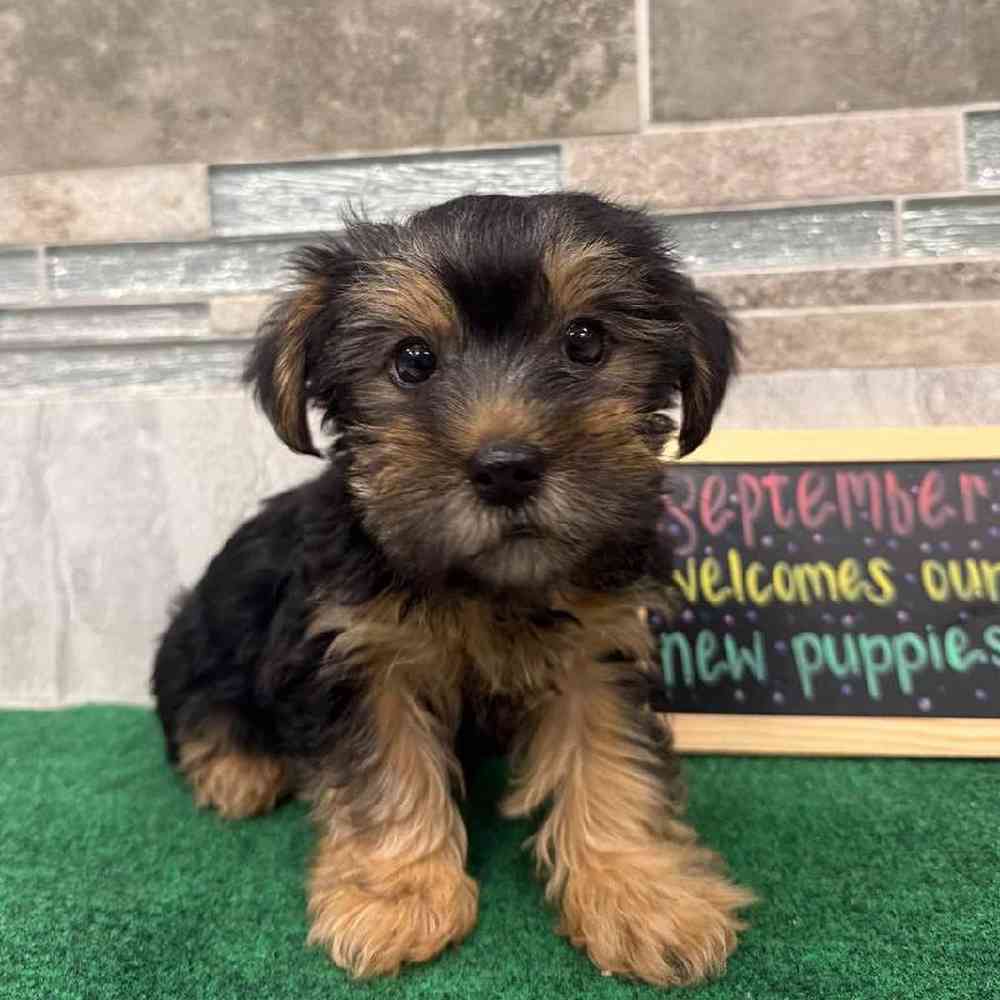 Image of a pet breed in the gallery