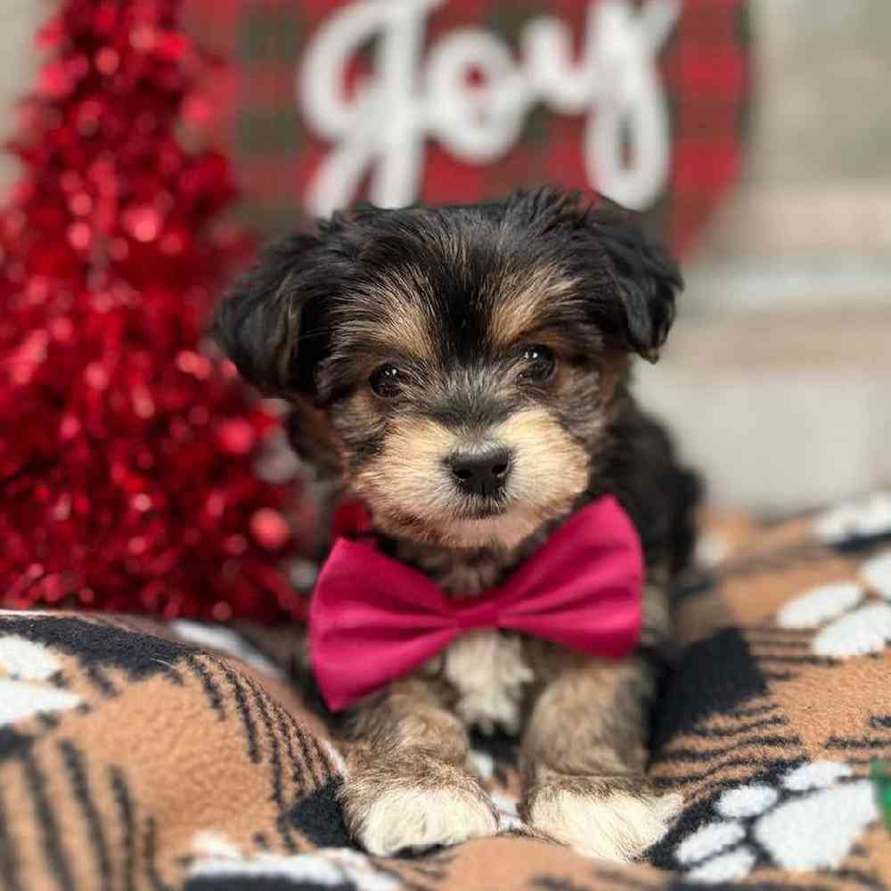 Image of a pet breed in the gallery