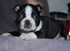 Boston Terrier