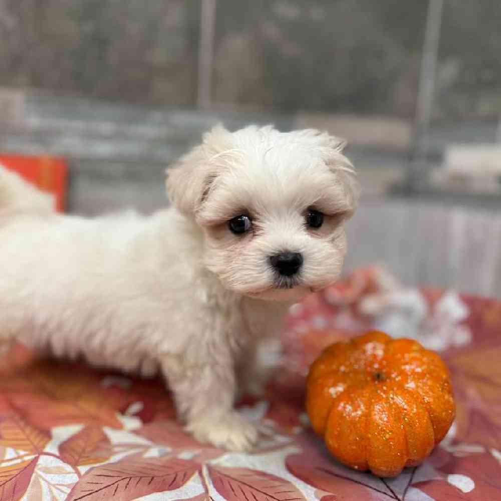 Image of a pet breed in the gallery