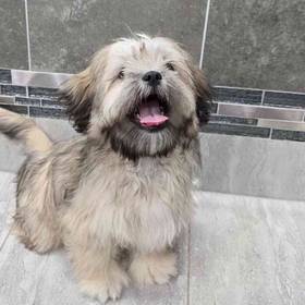 Shih Tzu