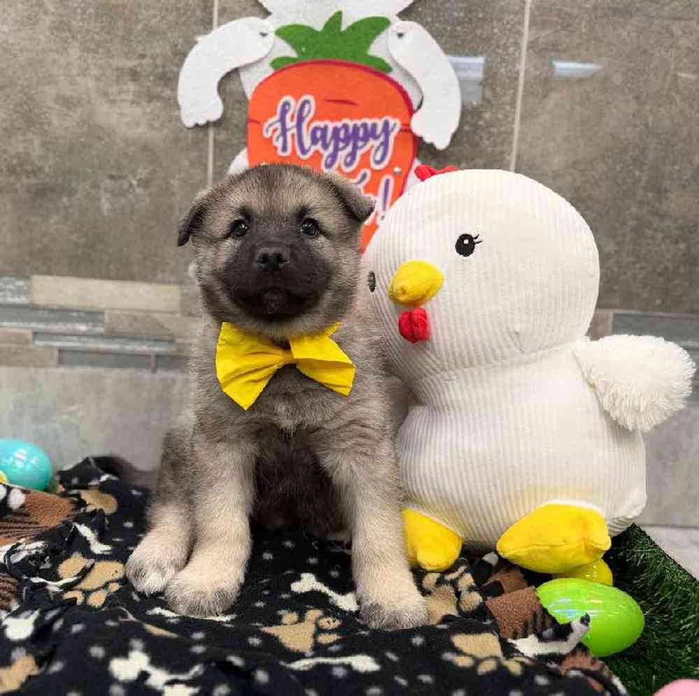 Male Norwegian Elkhound Puppy for Sale in New Haven, CT