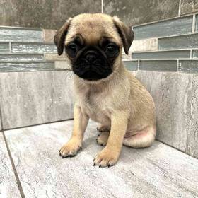 Pug