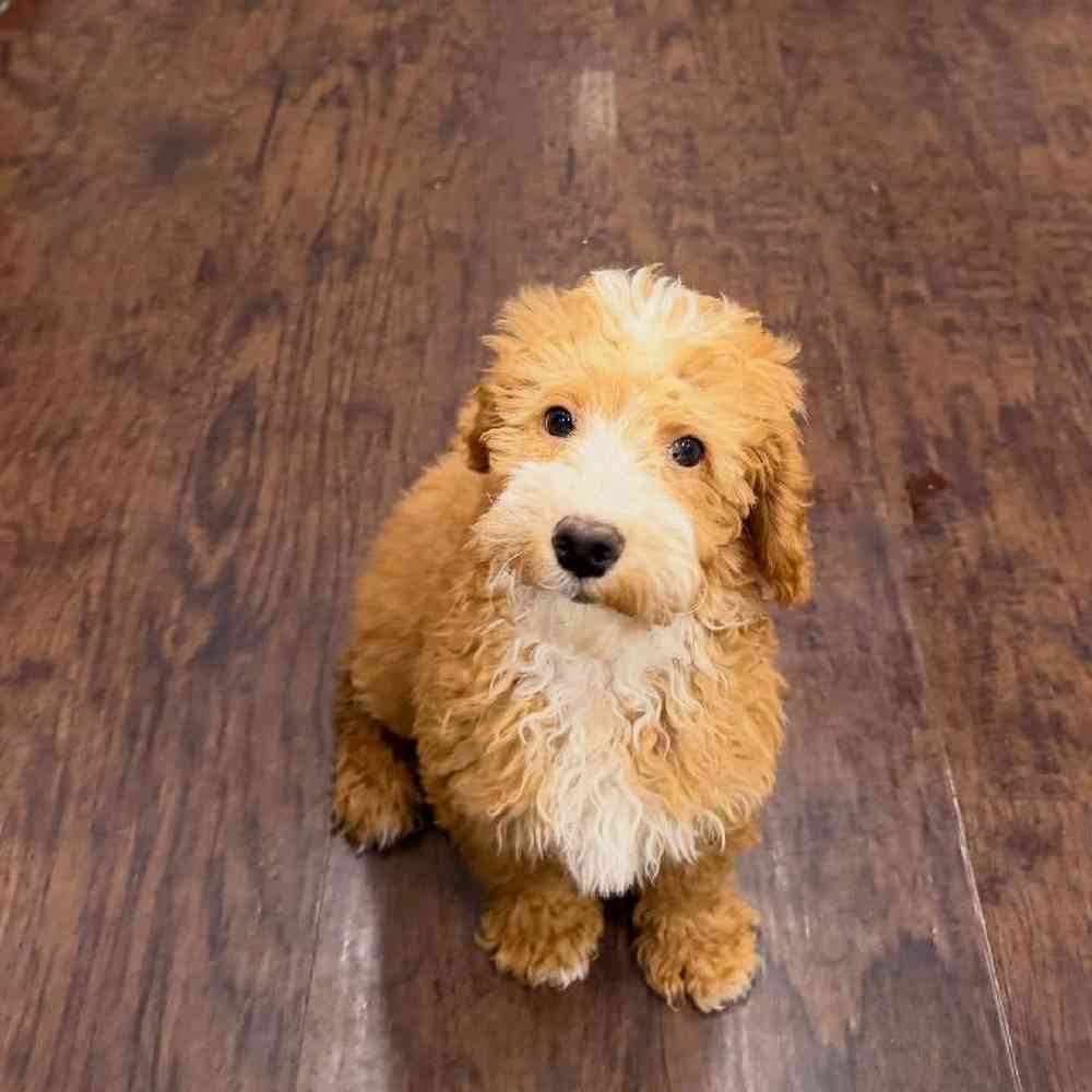 Male Mini Goldendoodle Puppy for Sale in New Haven, CT