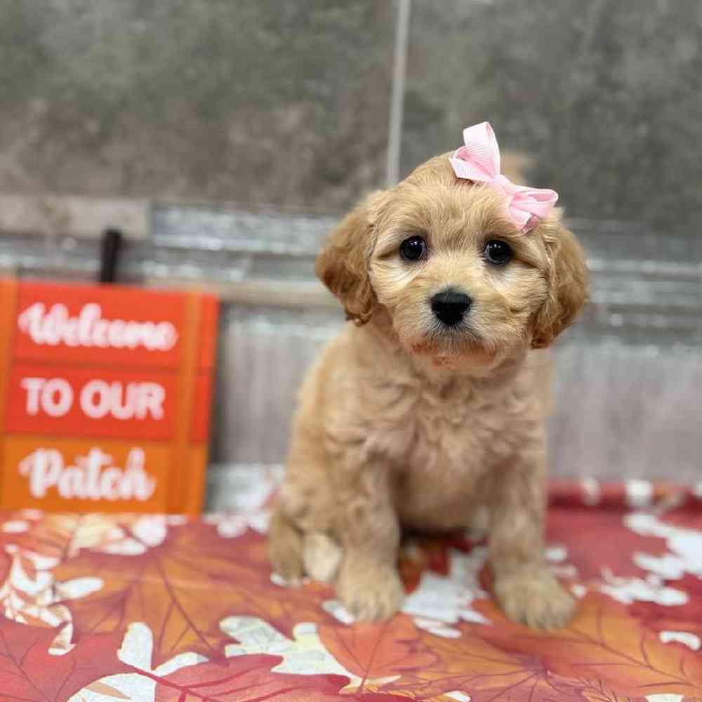 Image of a pet breed in the gallery