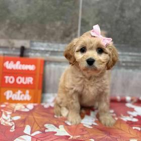 Cavachon